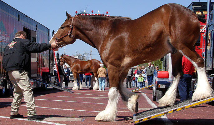 The Budweiser Clydesdale horses were in town for several functions, 