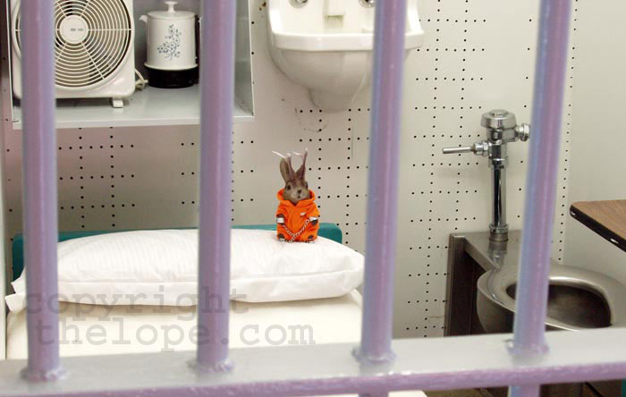 animals in jail